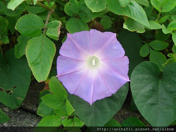 牽牛花 牽牛花