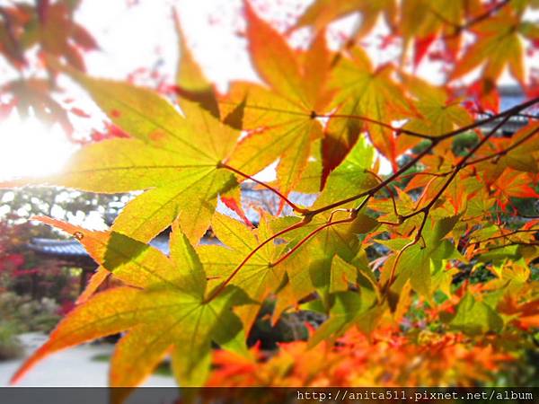 京都 南禪寺天授庵