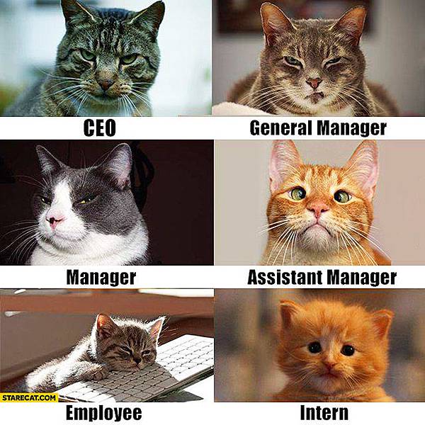 CAT CEO