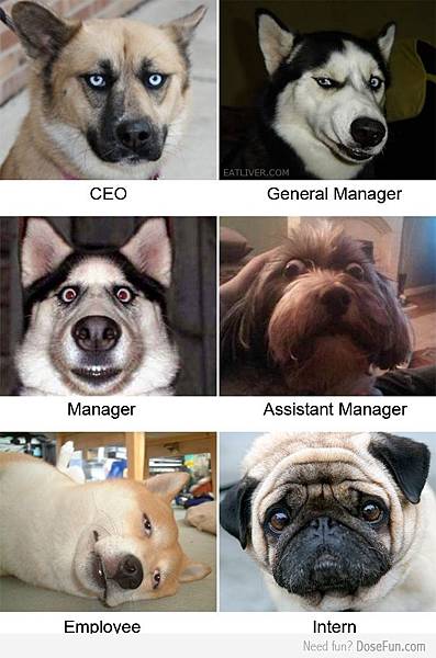 DOG CEO DOG CEO