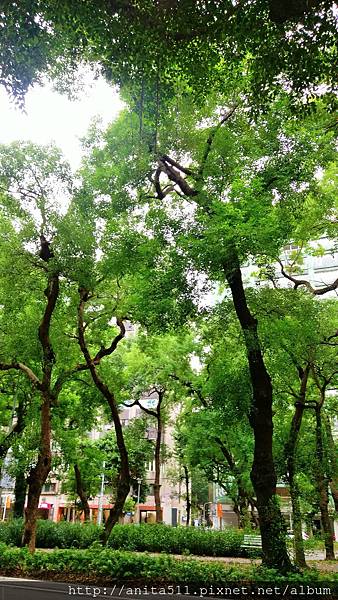 敦化南路的路樹