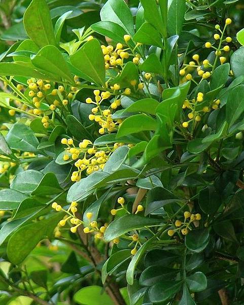 樹蘭花 樹蘭花