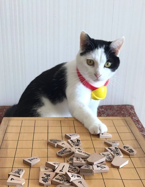 下個棋