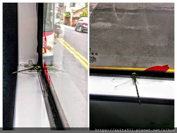 公車上的蜻蜓 公車上的蜻蜓