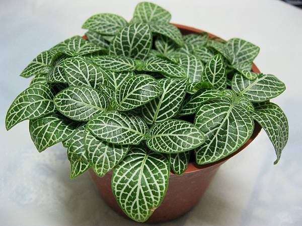 網紋草 網紋草