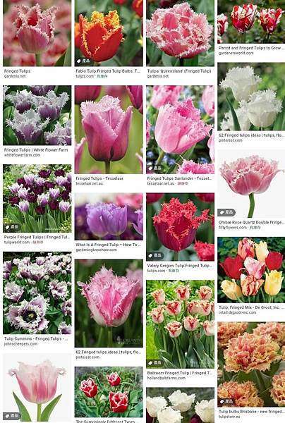 fringed tulips.jpg