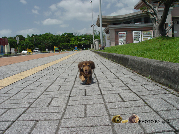 土豆奔跑1.jpg