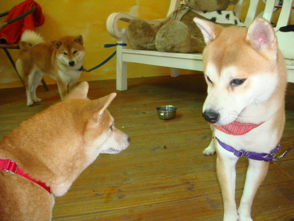 DSC07132.JPG DSC07132.JPG
