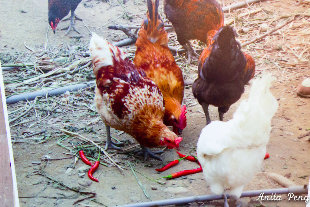 IMG_7470.jpg IMG_7470.jpg