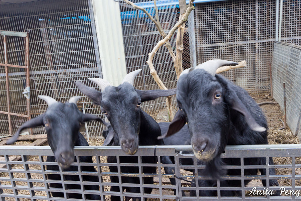 IMG_7520.jpg IMG_7520.jpg