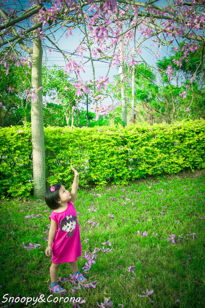 IMG_2230-5.jpg IMG_2230-5.jpg