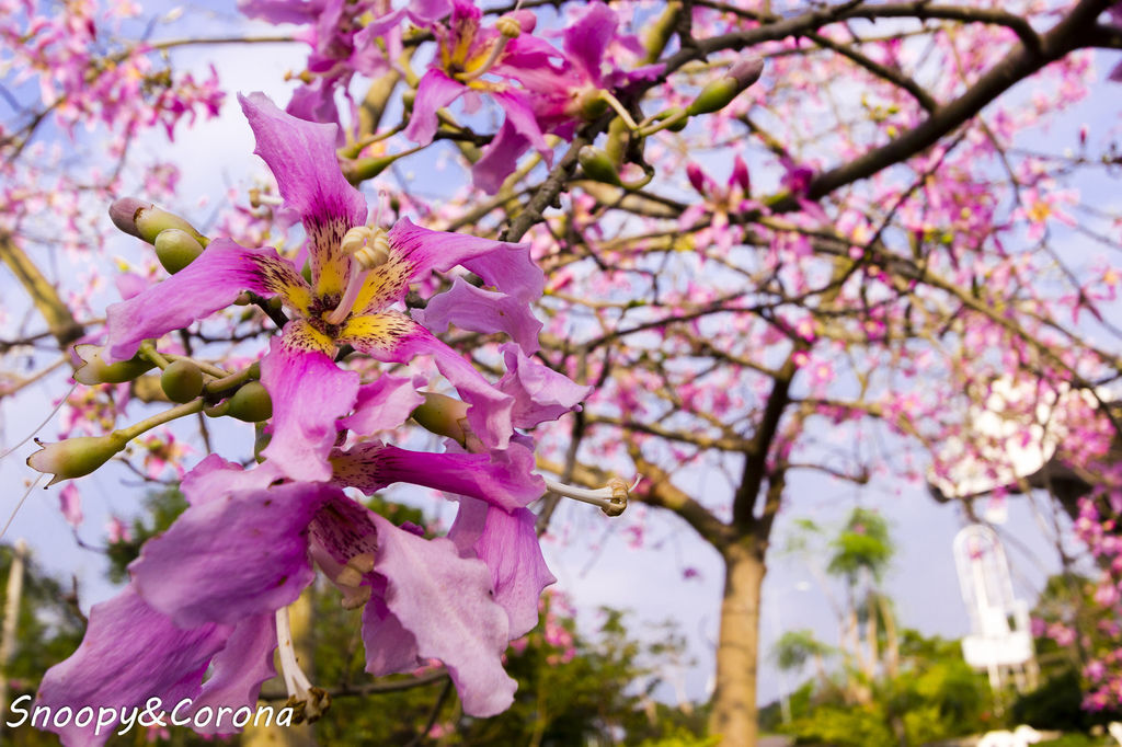 IMG_2232-6.jpg IMG_2232-6.jpg