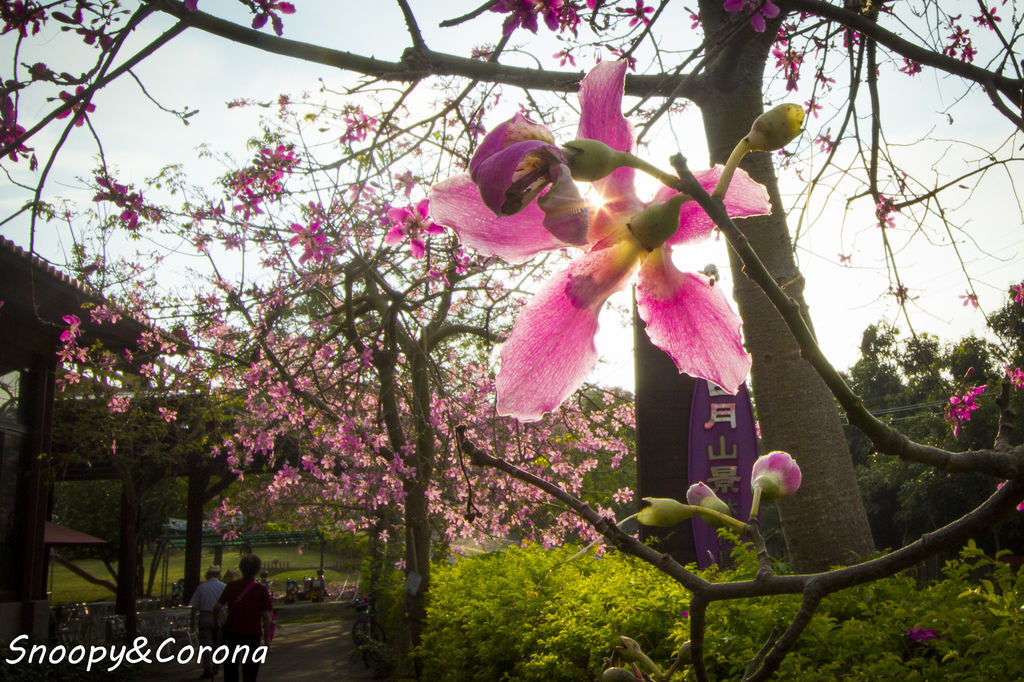 IMG_2249-17.jpg IMG_2249-17.jpg