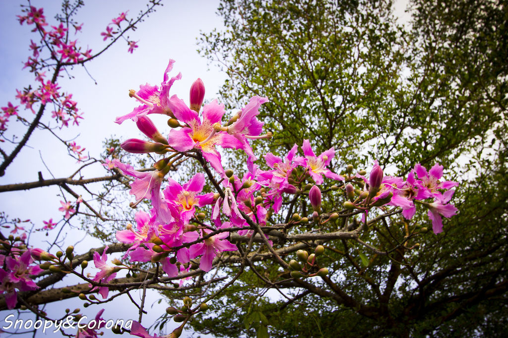 IMG_2294-50.jpg IMG_2294-50.jpg