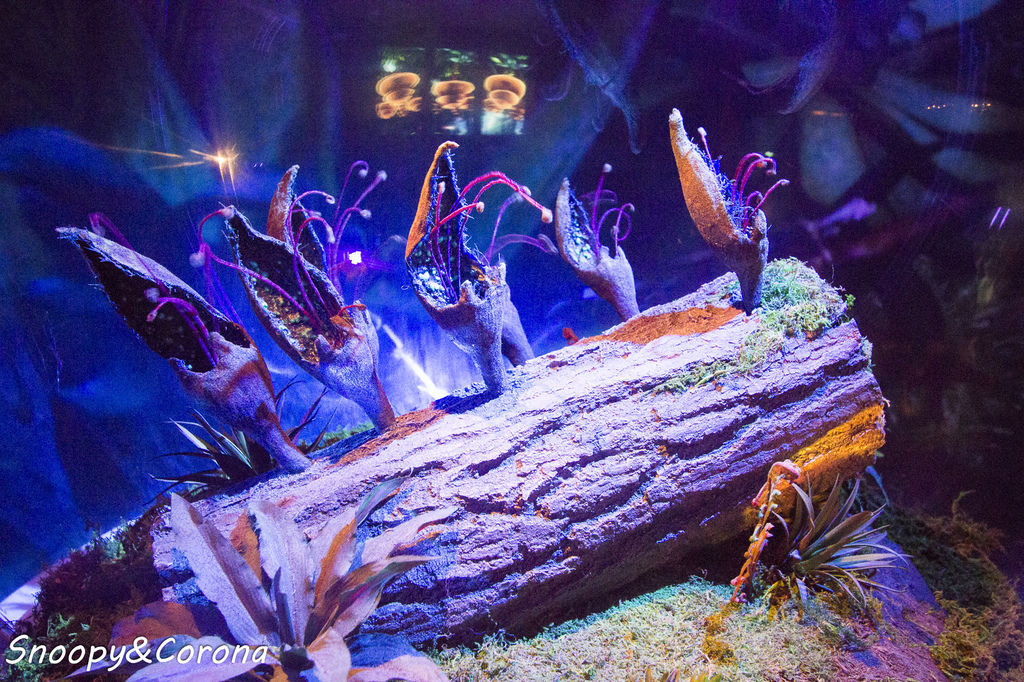 20161207-IMG_8097.jpg 20161207-IMG_8097.jpg