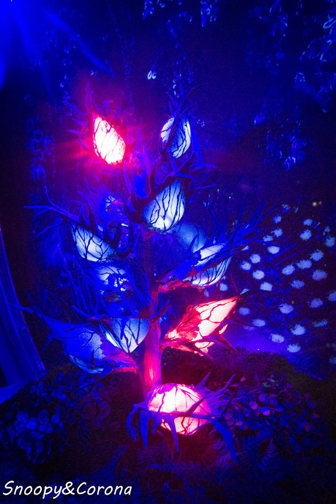 20161207-IMG_8175.jpg 20161207-IMG_8175.jpg