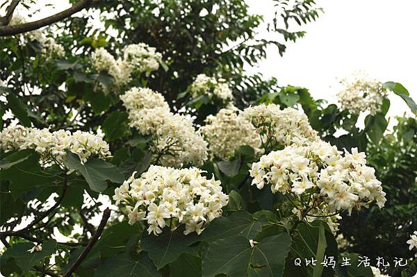 桐花52 桐花52