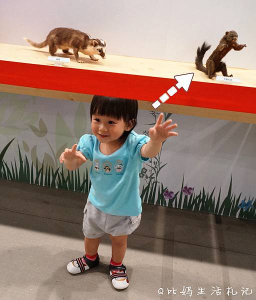 動物 動物