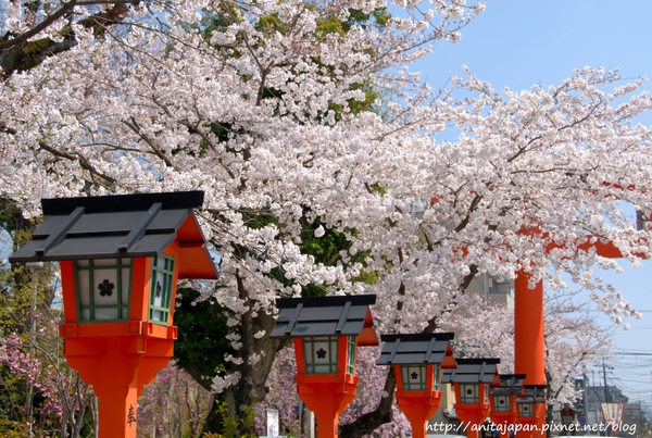 平野神社-16.jpg