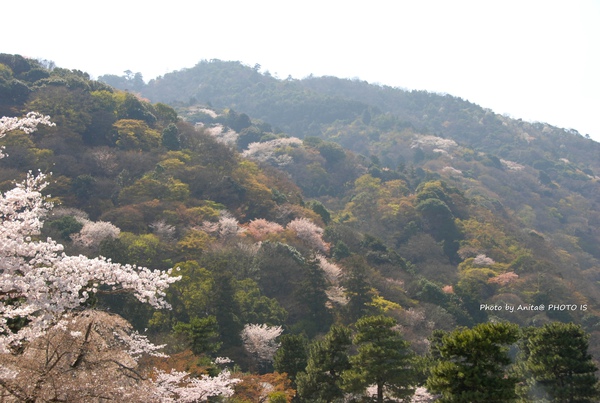 嵐山上的櫻花