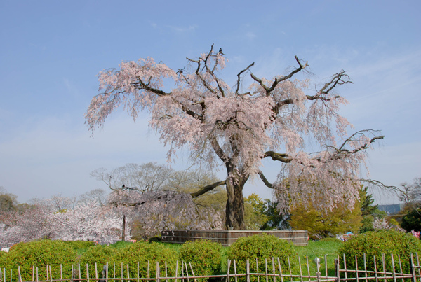 圓山公園的垂櫻