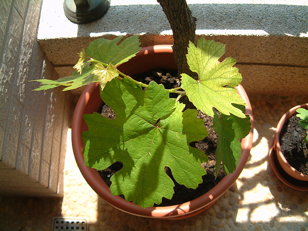 20100518植物005