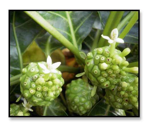 Noni 試用