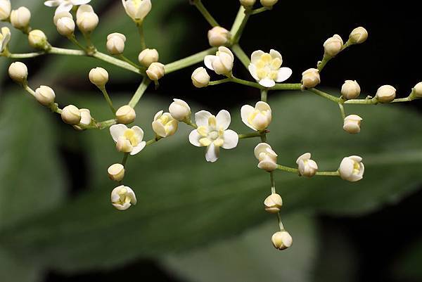 1024px-Flowers_Black_Elder.jpg 試用