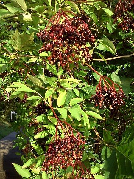 Baies_de_sureau_接骨木.jpg 試用