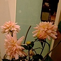 這三朵花看起來很孤單