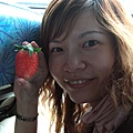 韓國的草莓(好大)