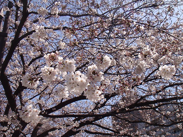 100401-sakura.jpg