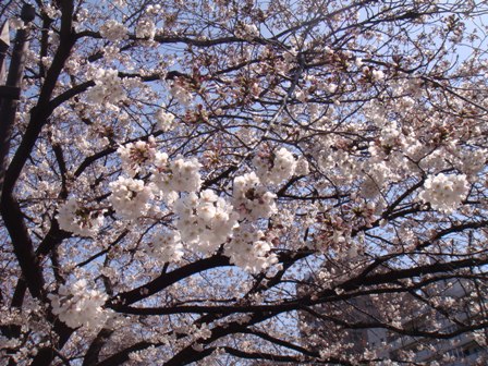 100401-sakura2.jpg