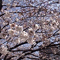 100401-sakura2.jpg