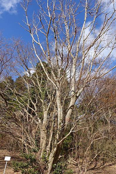 DSC00603.JPG DSC00603.JPG