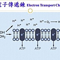 電子傳遞-1280