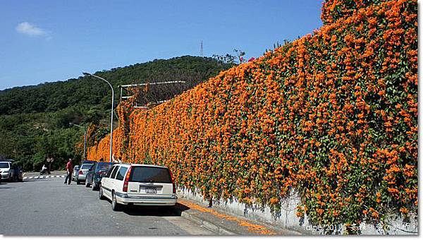 台北，北投，行義路190巷，炮仗花，外拍