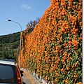 台北，北投，行義路190巷，炮仗花，外拍