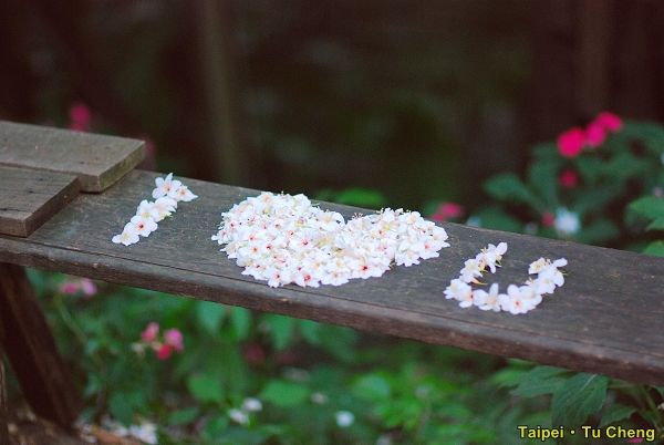 土城 桐花