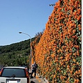 台北，北投，行義路190巷，炮仗花，外拍