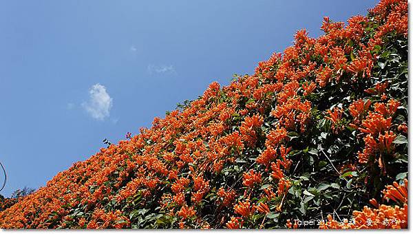 台北，北投，行義路190巷，炮仗花，外拍