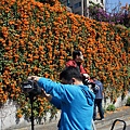 台北，北投，行義路190巷，炮仗花，外拍