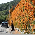 台北，北投，行義路190巷，炮仗花，外拍