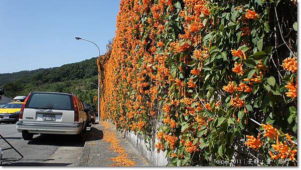 台北，北投，行義路190巷，炮仗花，外拍