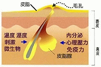 sp2-1.gif sp2-1.gif