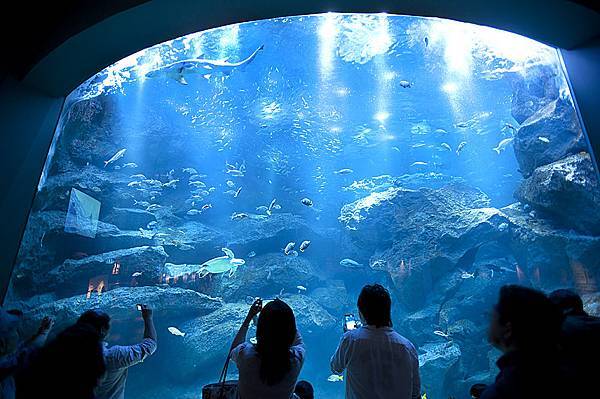 東京親子景點晴空塔墨田水族館