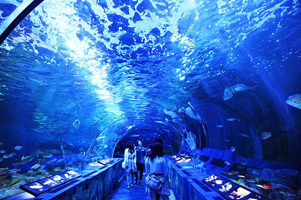 品川水族館 東京親子景點品川水族館