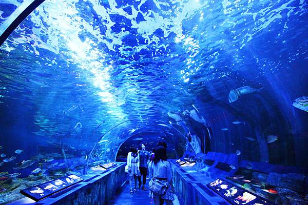 東京親子景點品川水族館