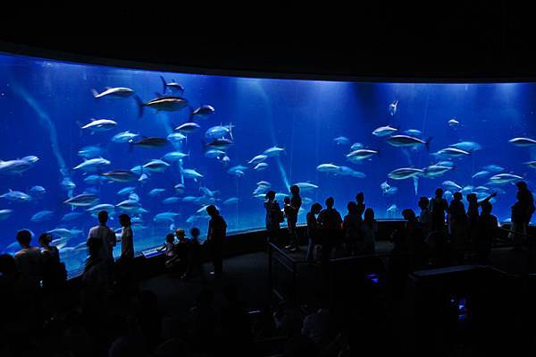 東京親子自由行景點葛西臨海水族園