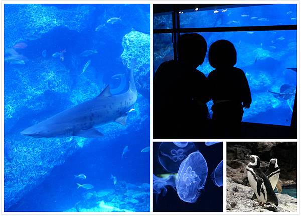 墨田水族館 東京晴空塔墨田水族館